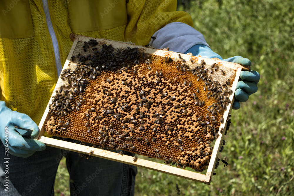 Abeille Abeille