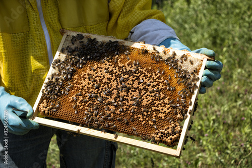 Abeille