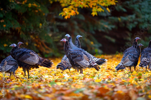 Turkeys in the Fall Autumn Leaves