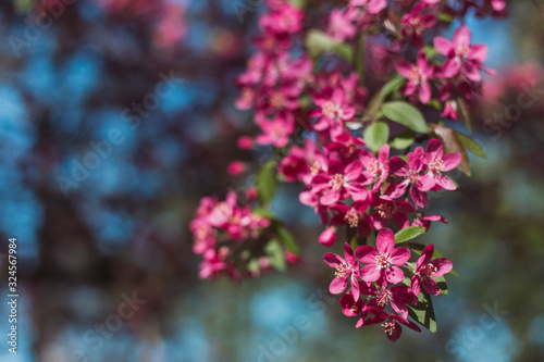 Fototapeta Naklejka Na Ścianę i Meble -  Fairy spring background with blue sky and blooming branch of apple tree with pink saturated flowers and small fresh leaves - looks happy and peaceful