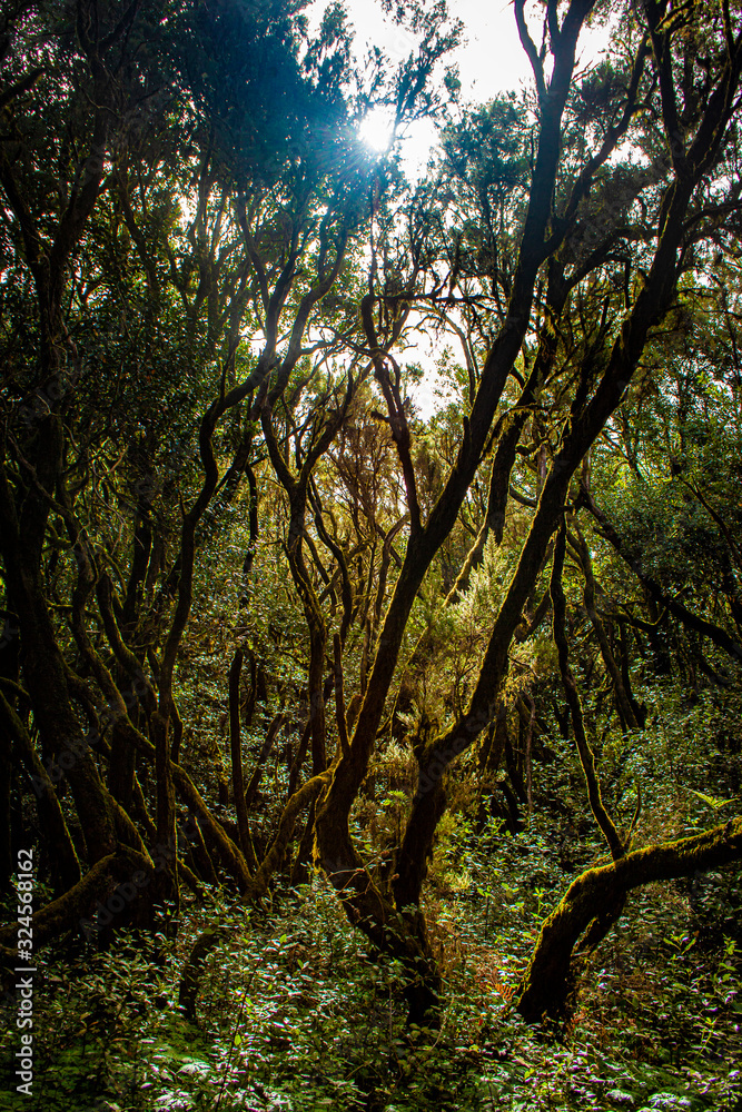 Fototapeta premium forest