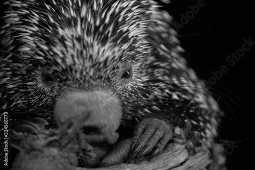 Foto en blanco y negro de un puercoespín o coendu photo