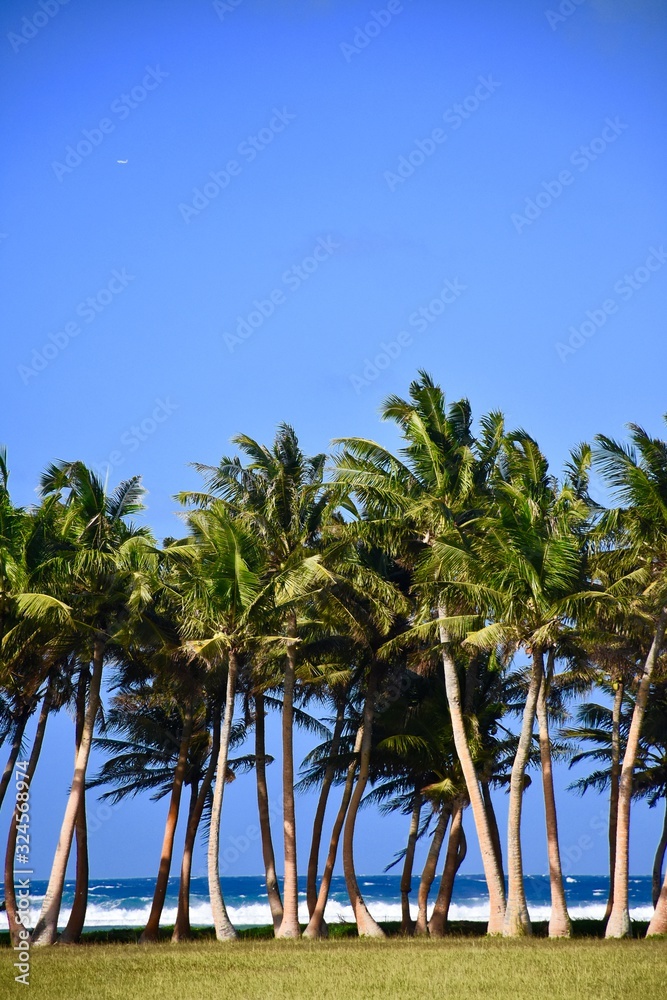 Guam Palm