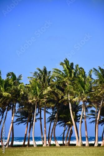 Guam Palm