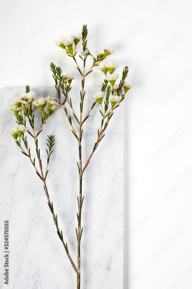 Minimal white flower and marble stone on white background