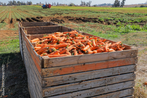 Fresh harvested carrots in a Pile at a field background.