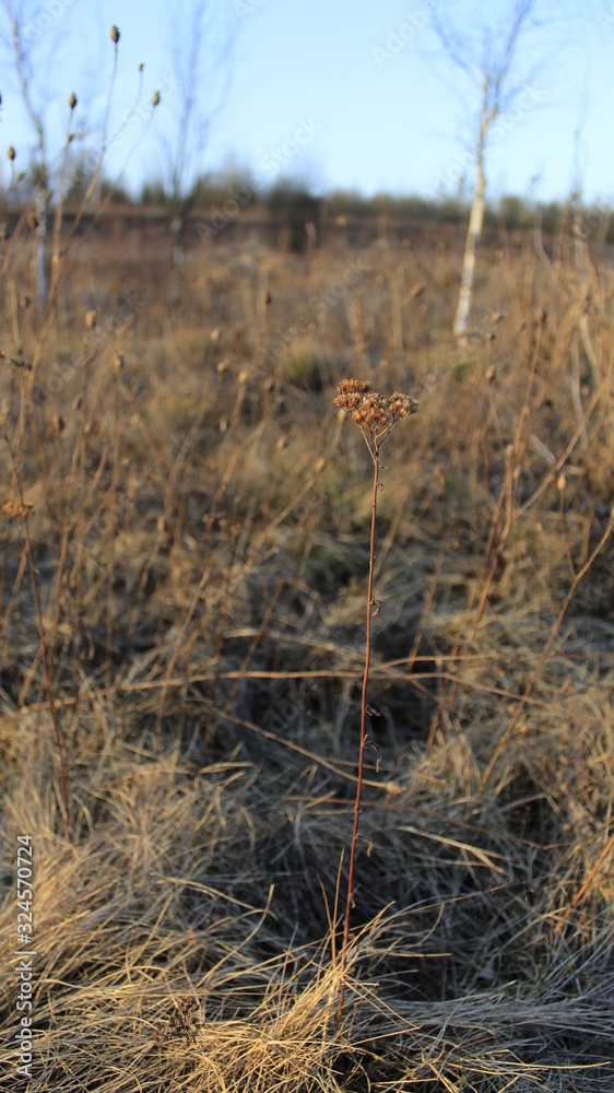 Fototapeta premium reeds in the lake