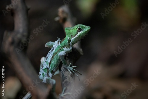 Camaleón de casco mudando la piel (Corytophanes cristatus)