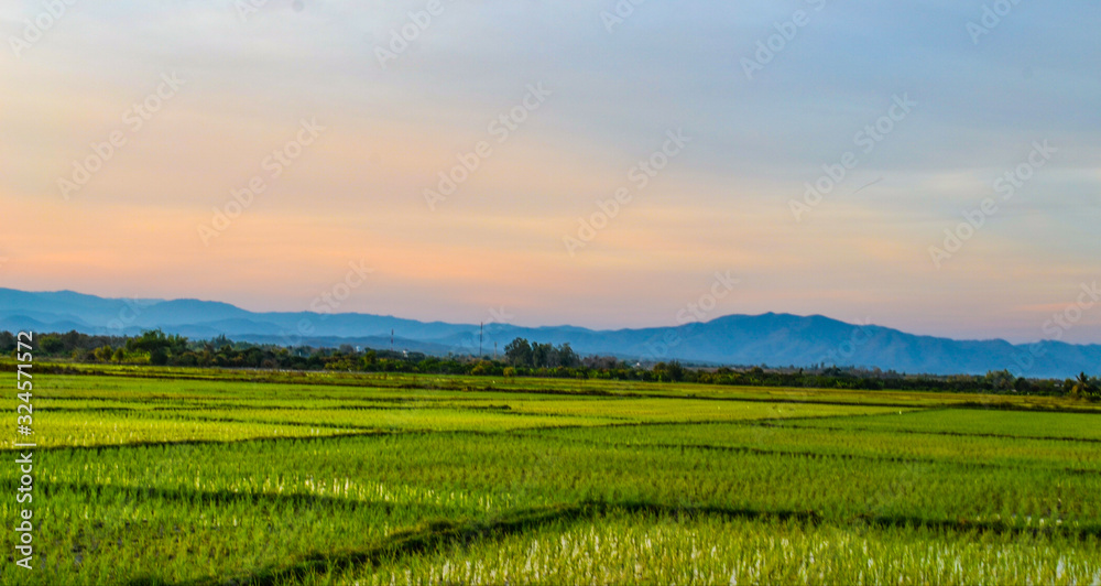 Landscape view of young  rice field in twilight of the country, Thailand 