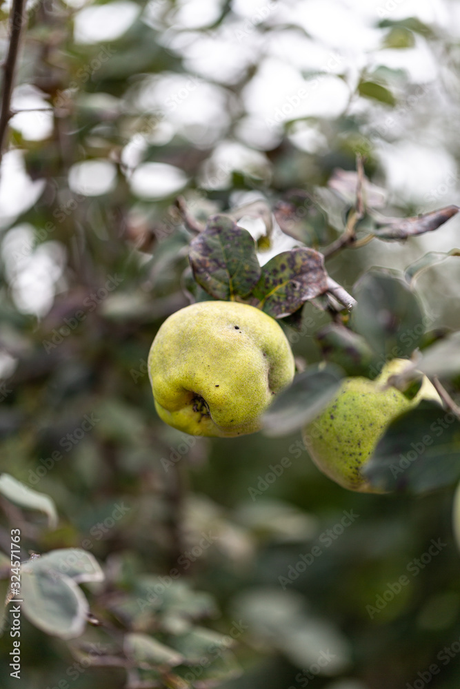 fruit three fruit three