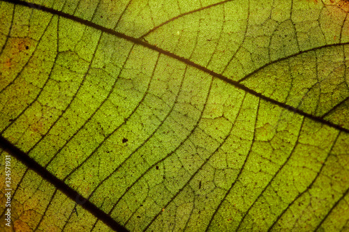 Background of close-up view of leaf