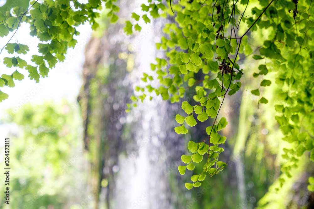 Green foliage and tree branches on the background of a waterfall, bright natural background with copy space