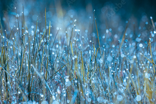 Foto Morning dew on the grass
