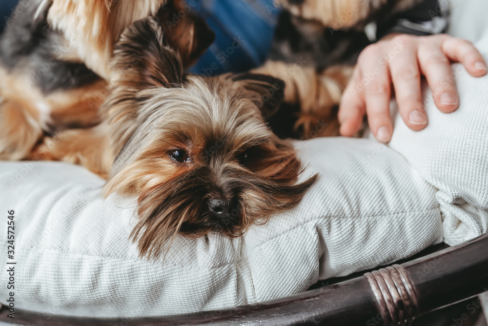 Yorkie terrier portrait emotion on the pillow. Closeup view Yorkie terrier portrait emotion on the pillow. Closeup view