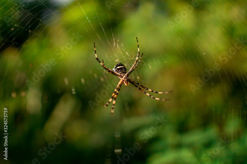 huge spider on spider web © Eskil