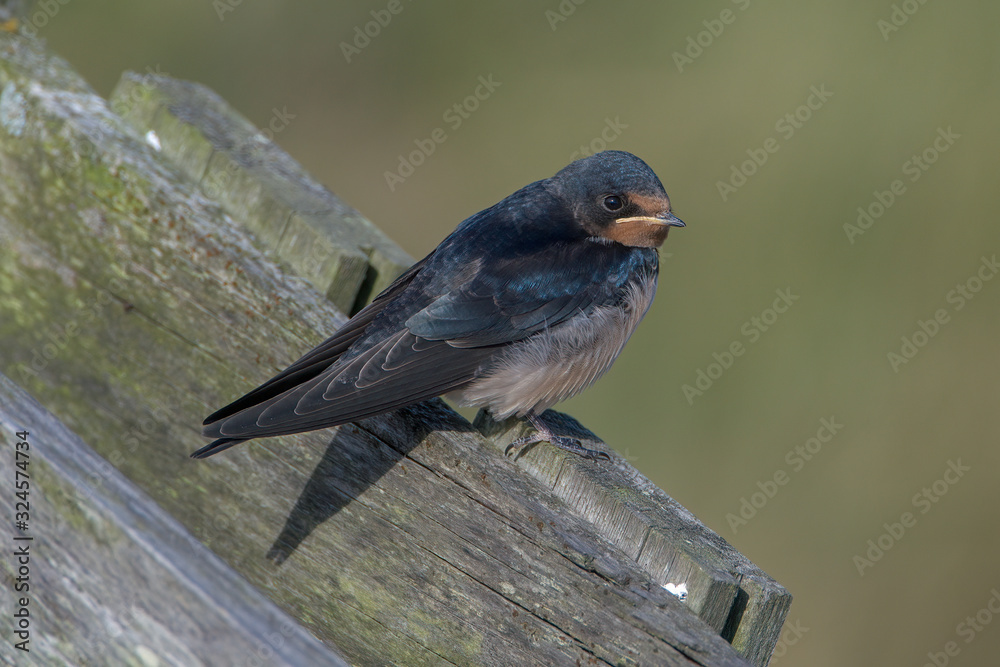 Obraz premium Barn swallow (Hirundo rustica)