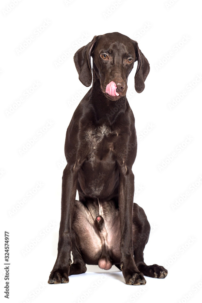 dog licking his lips on an isolated white background