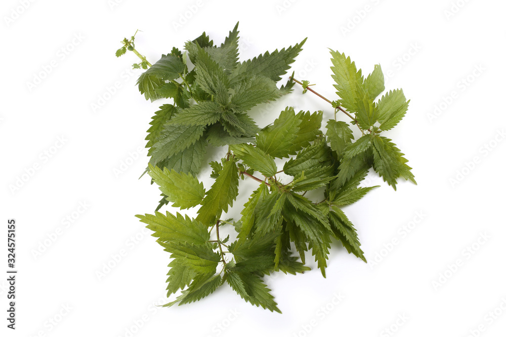Nettle isolated on white Nettle isolated on white