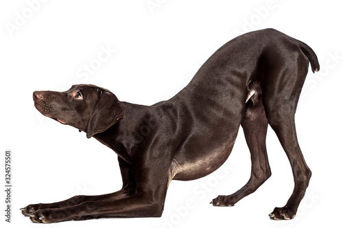 dog in pose asks for a white background