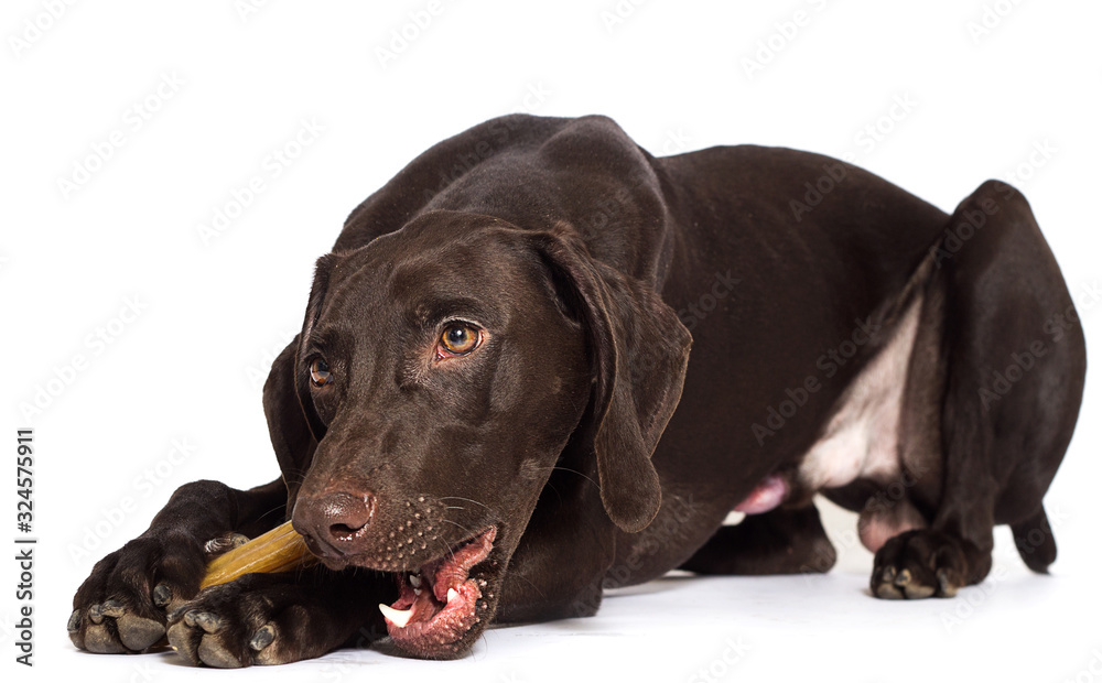 dog chews a bone white background