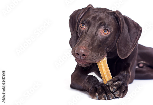Canvastavla dog chews a bone white background