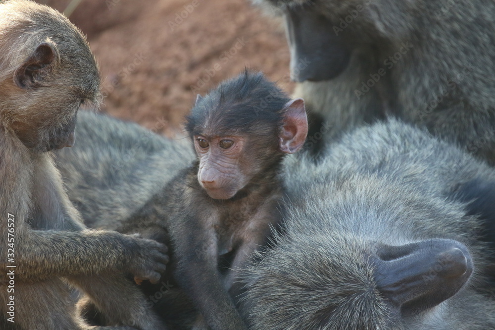 lovley newborn Baboon Baby with mother, Rwanda
