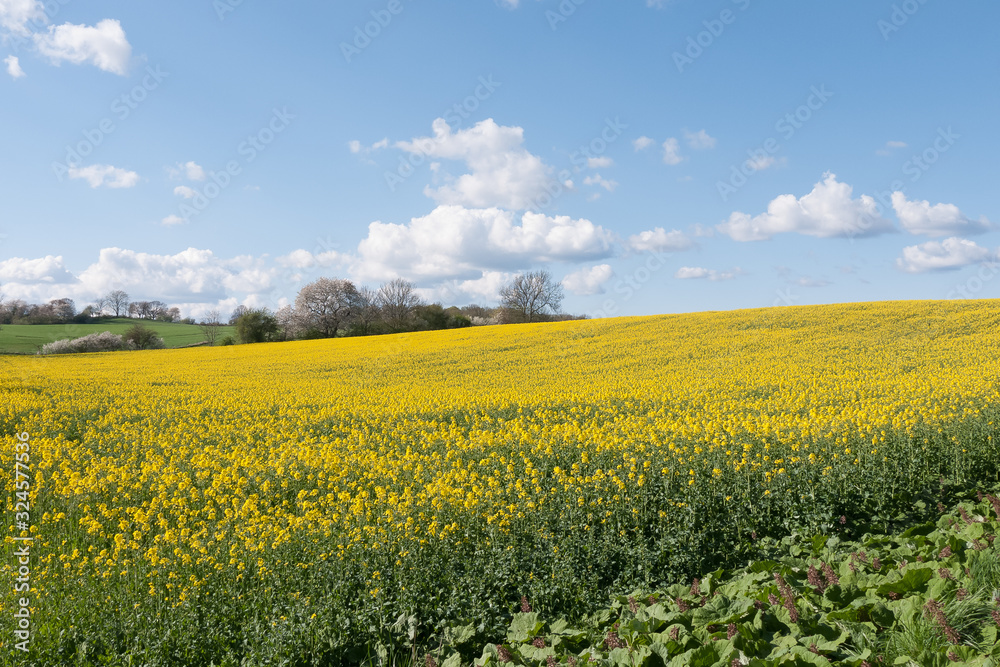Obraz premium beautiful rapeseed field and cloudy sky in the spring in oland, Sweden, selective focus