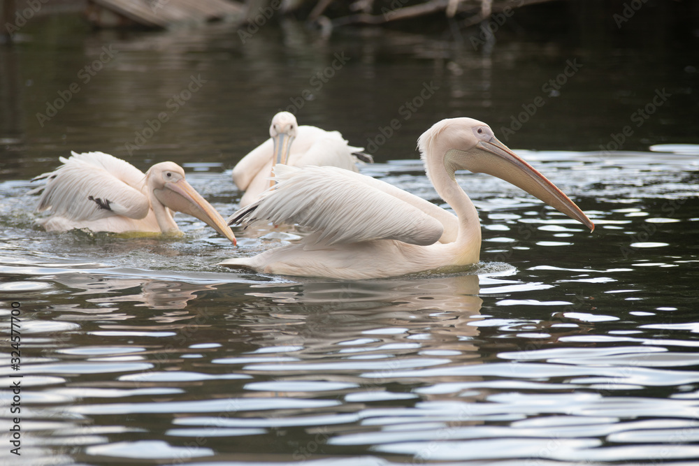 El pelícano común (Pelecanus onocrotalus) es una especie de ave pelecaniforme de la familia Pelecanidae. El pelícano común (Pelecanus onocrotalus) es una especie de ave pelecaniforme de la familia Pelecanidae.