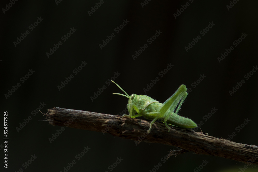 A green grasshopper on a branch with a green background. A green grasshopper on a branch with a green background.