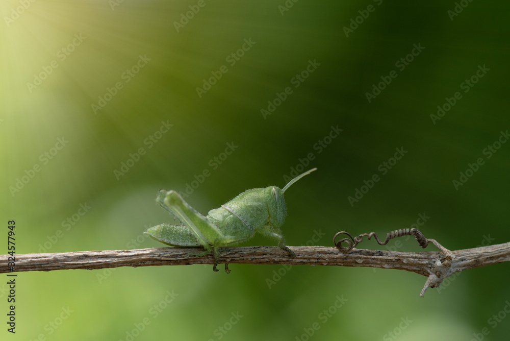 A green grasshopper on a branch with a green background.