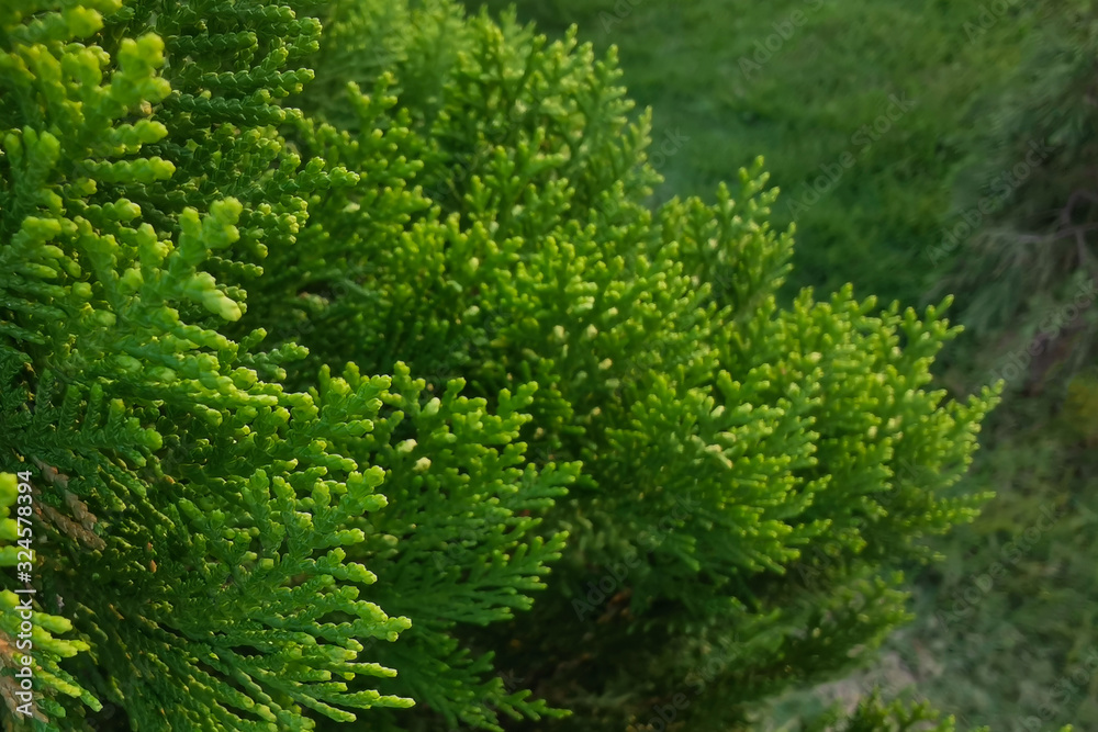 Green pine leaf bush against grass pattern.