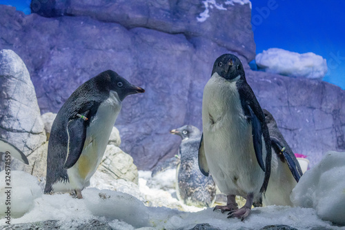 penguins in antarctica