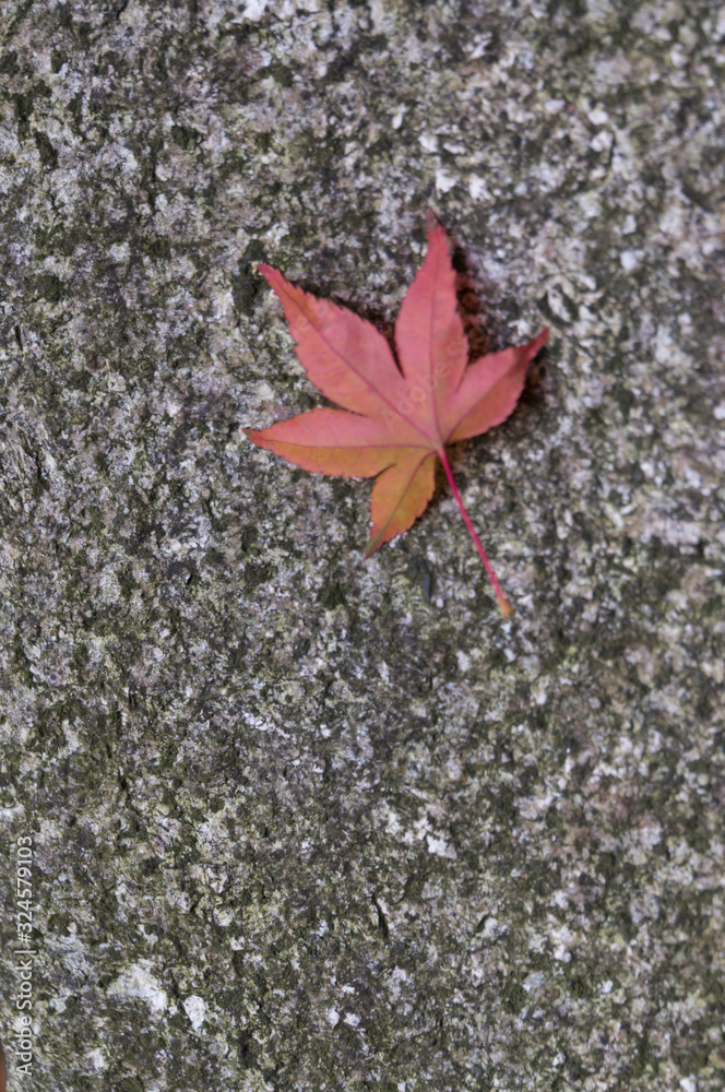 Fallen leaves, Bishamon-do, Yamashina-ku, Kyoto