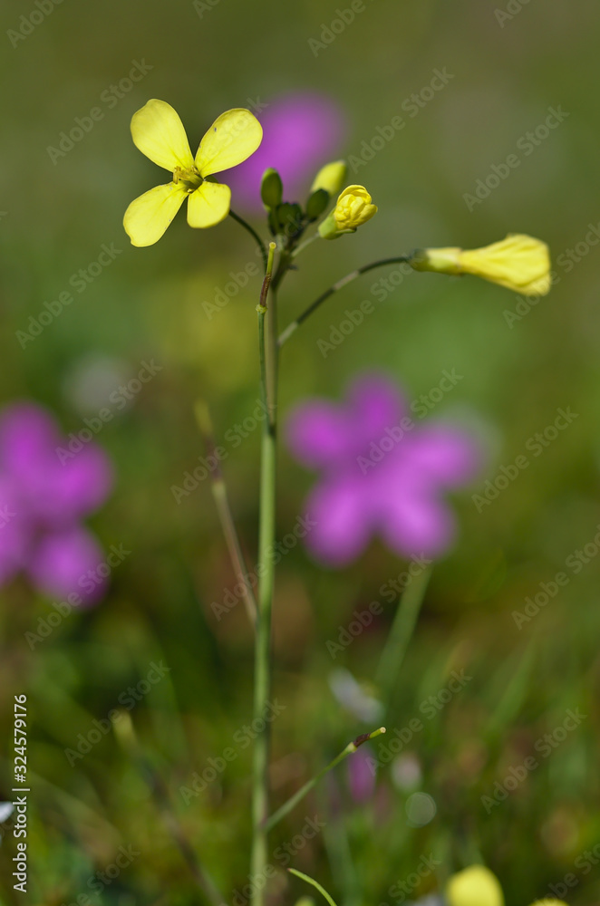 Beautiful small yellow flower with four leaves Beautiful small yellow flower with four leaves
