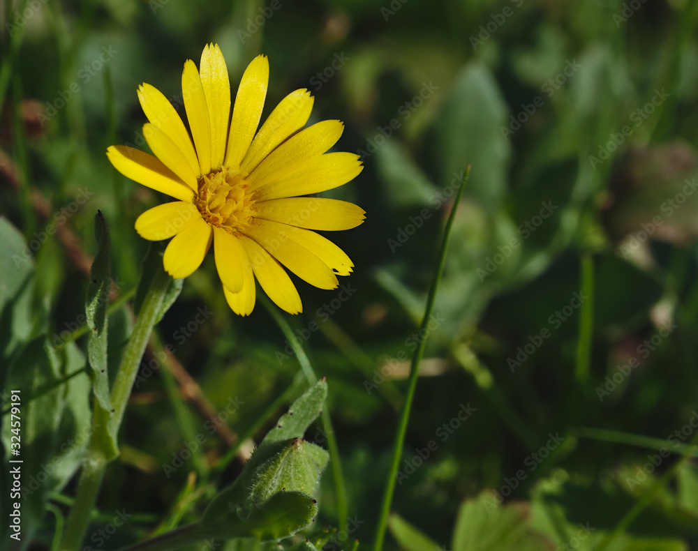 Yellow daisy reflecting the sun Yellow daisy reflecting the sun