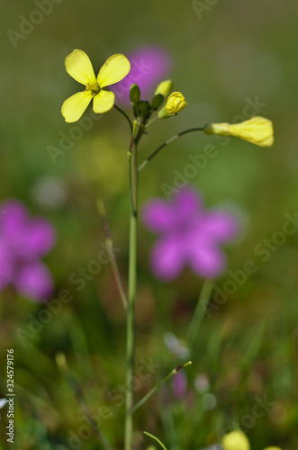 Beautiful small yellow flower with four leaves