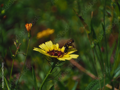 Yellow flower attracting coleopteros to pollinate © Iván