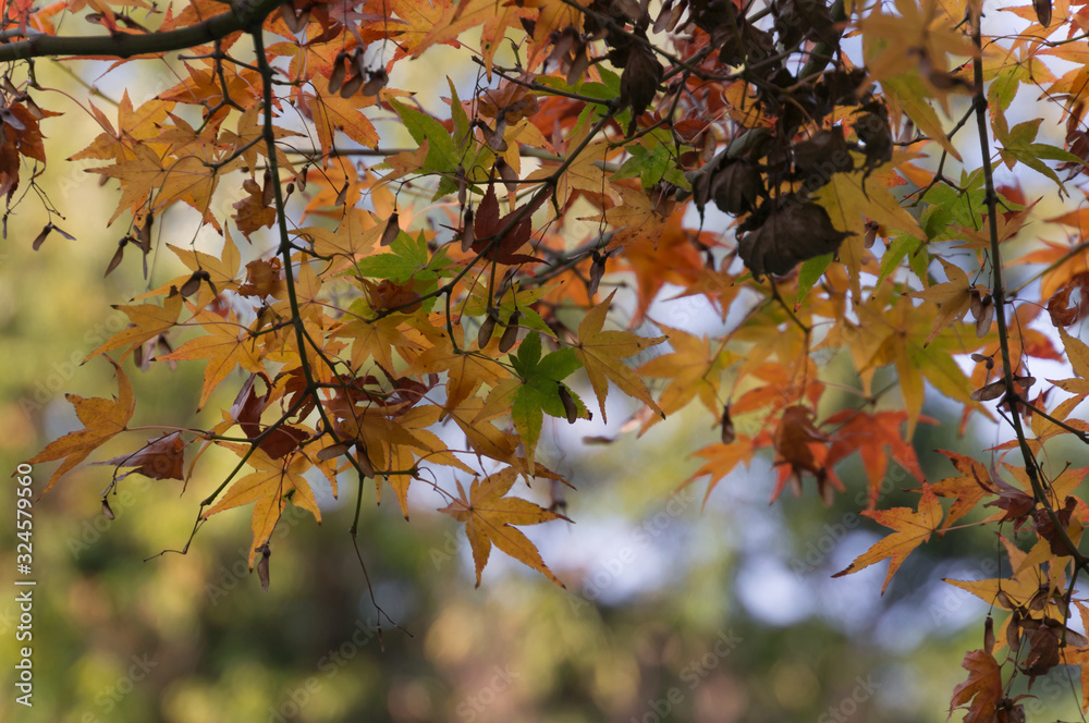 Autumn leaves of Bishamon-do, Yamashina-ku, Kyoto Autumn leaves of Bishamon-do, Yamashina-ku, Kyoto