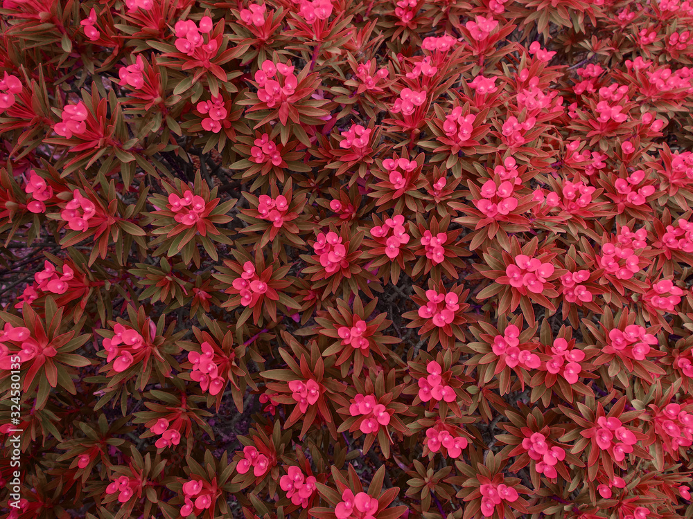 Rosa Rosa