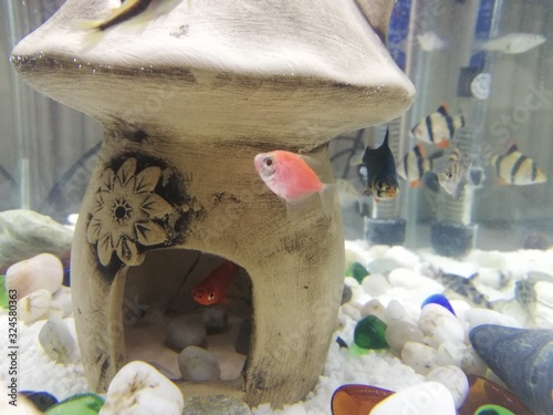 Small Colorful fish in home aquarium. Interior decorative aquqrium photo