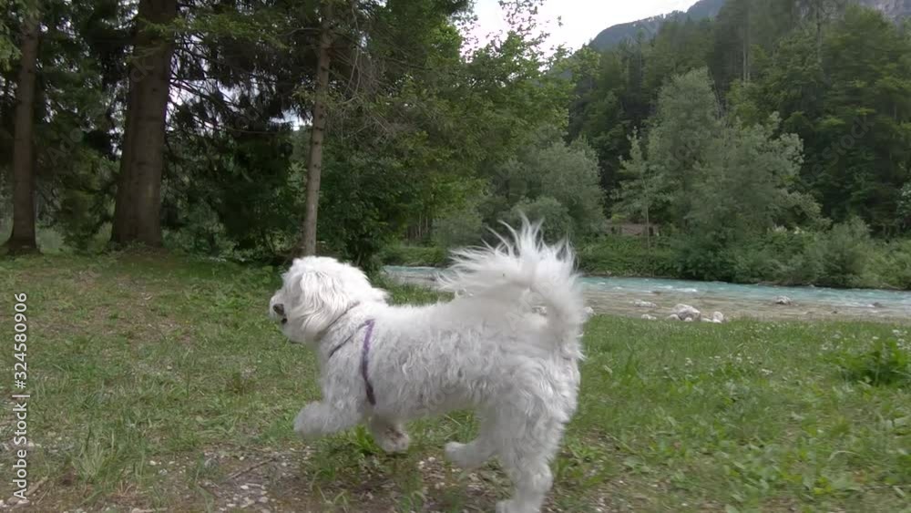 Low angle forward dolly moving slow motion small white cute adorable Maltese dog run on river bank green grass with wooden stick in snout Low angle forward dolly moving slow motion small white cute adorable Maltese dog run on river bank green grass with wooden stick in snout