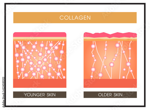 Collagen ,Protection Skin vector