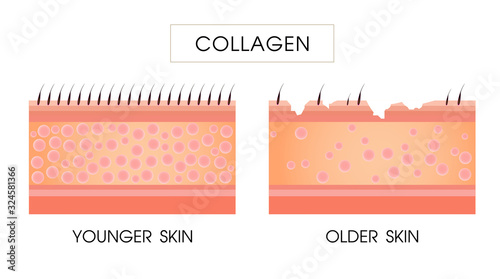 Collagen ,Protection Skin vector