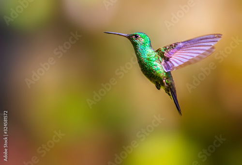a hummingbird flying