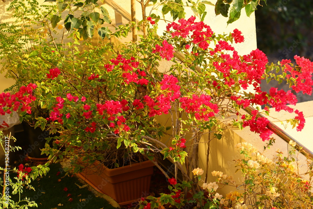 Obraz premium flowers on the balcony