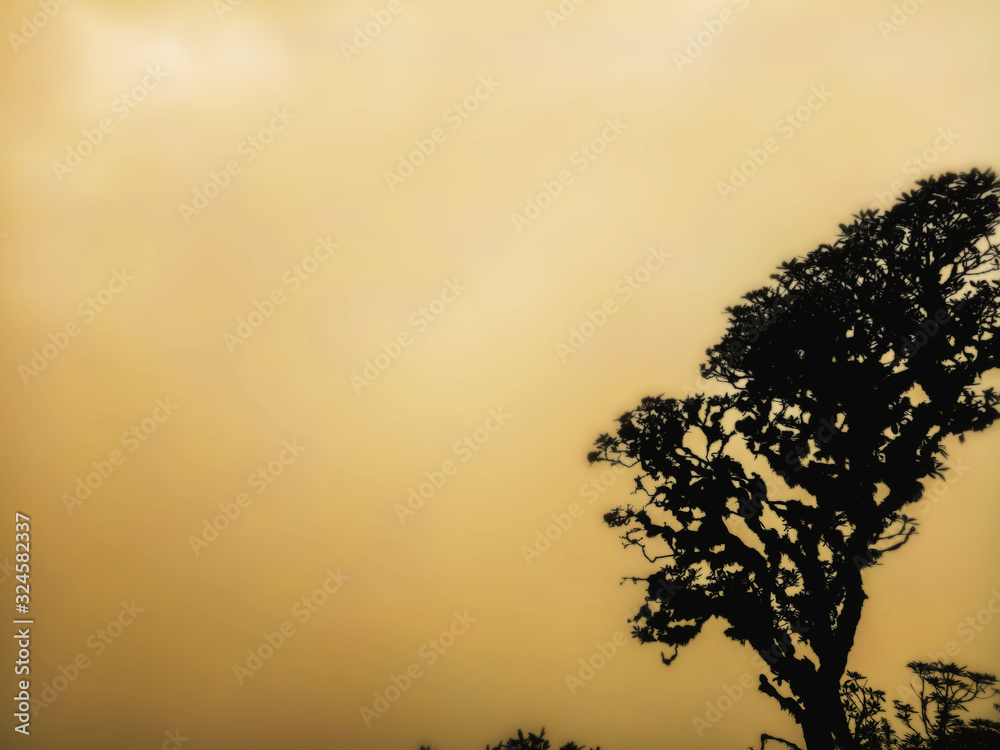 Backlit tree shadows and orange-yellow backgrounds have gentle clouds or fog