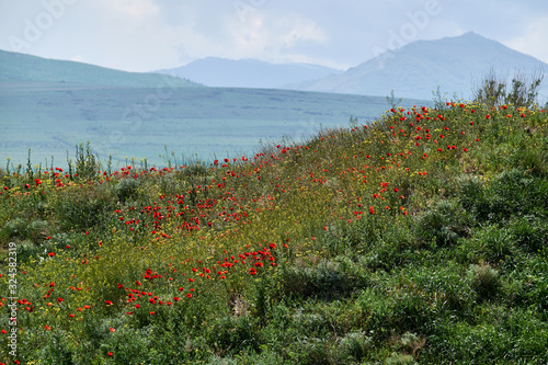 Poppies bloom in the mountains