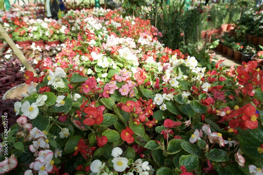 Naklejka premium Glass House flower garden 