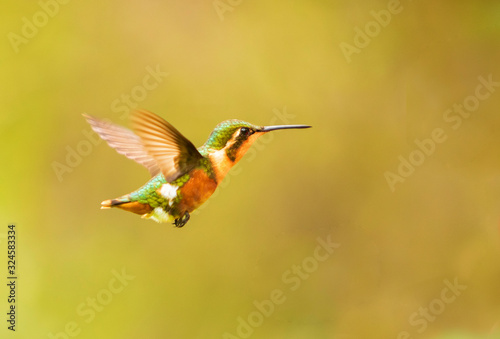 female of the white-bellied woodstar (Chaetocercus mulsant)