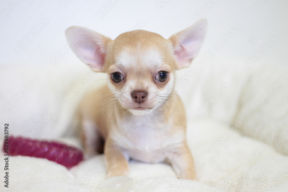 chiot chihuahua poils court sable
